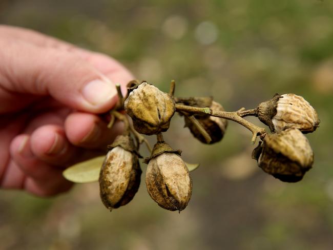 Norfolk Island hibiscus tree seed pods. Picture: Annika Enderborg