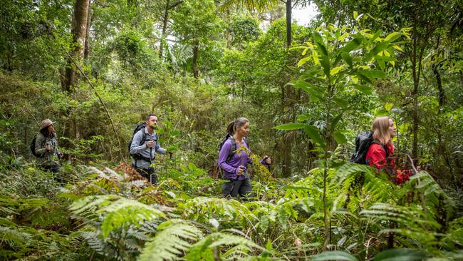 Walking through rainforest on the Spicers Scenic Rim Trail.