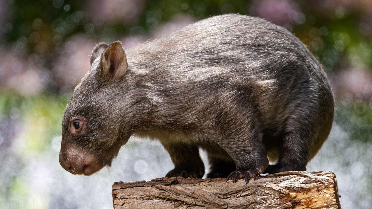 Licence to kill: Anger at lack of checks for wombat-shooting permits