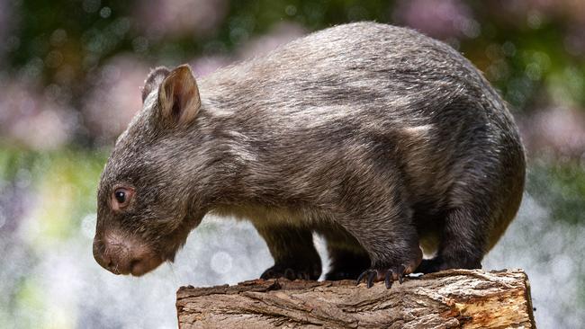 MELBOURNE, JANUARY 2, 2025: Wombat Elle plays in the garden at Lockys Legacy wildlife shelter. Picture: Mark Stewart