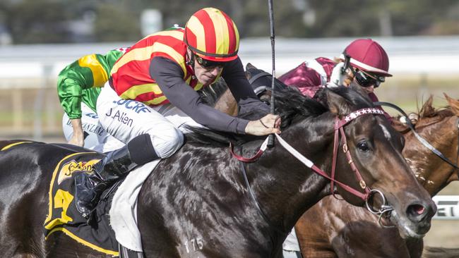 Peaceful State has good form around Group 1-winning stablemate Land Of Plenty. Picture: Atkins Photography