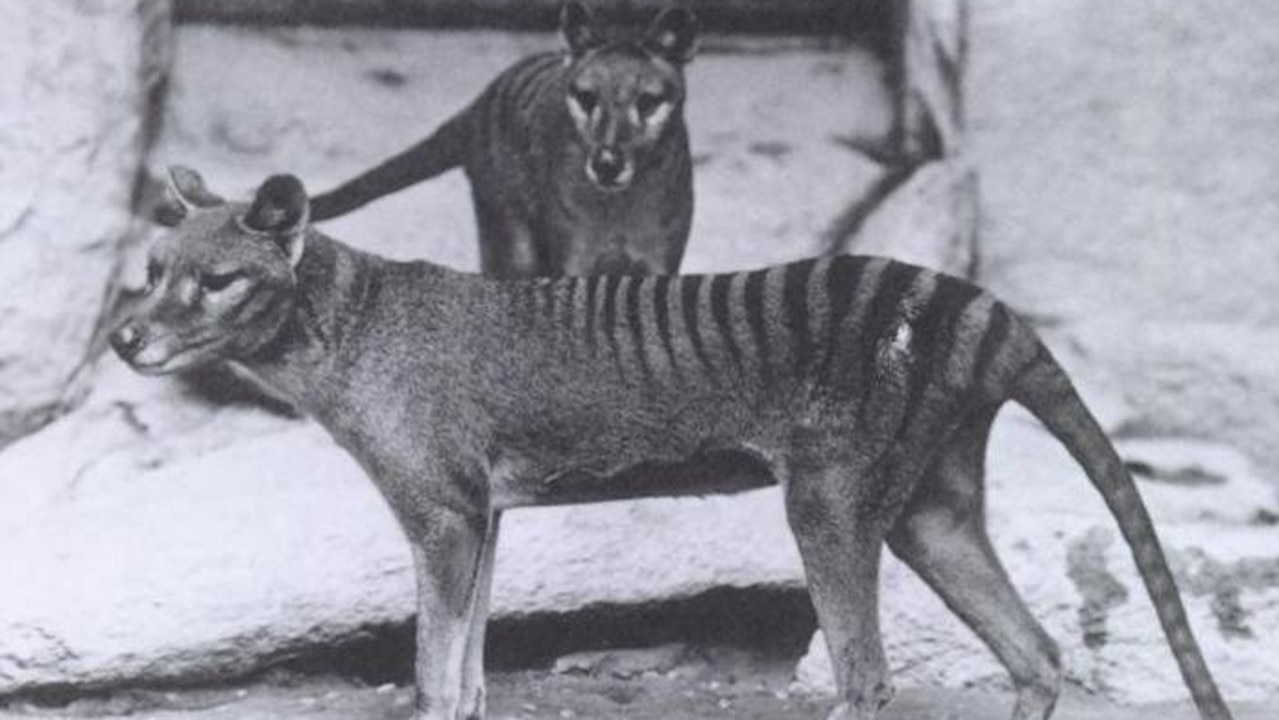 Tasmanian tiger sightings continue to be reported The Advertiser
