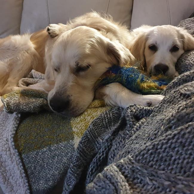 Tassie's Pawfect Pairs | Matthew Mapley: Charles and Matilda