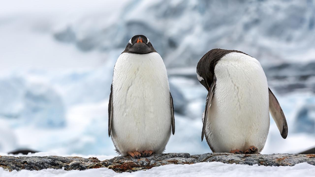 3 ways to see Antarctica for any budget