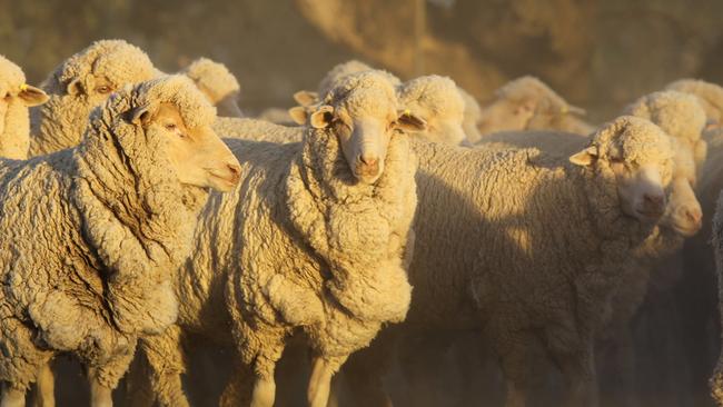 Burrabogie sheep in the early morning sunlight. From the Peppin-Shaw Riverina Ewe Flock Forum on March 4, 2015.