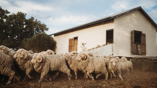 LIFE ON THE LAND: Photographer Susan Jacobs is passionate about capturing the hard yakka of life on the family farm. Merino wethers brought in for shearing season.