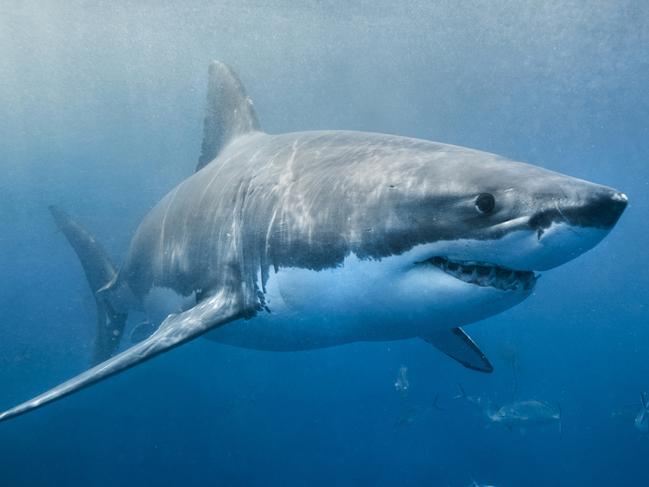 A Great White Shark has been sited this morning at Haunted Bay, Maria Island.  PIC: SUPPLIED - GENERIC.