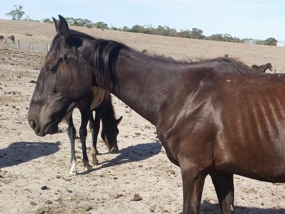 One of the horses seized from Weisheit’s property in 2016. Picture: Supplied