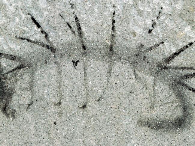 TO GO WITH AFP STORY BY MARIETTE LE ROUX This handout picture released by Nature - University of Cambridge on June 24, 2015 shows the fossil of a prehistoric worm, the Hallucigenia sparsa, from the Burgess Shale, measuring 15 mm long. A tiny prehistoric worm so weird-looking that scientists trying to piece its anatomy together for decades named it Hallucigenia, had not only been reconstructed upside down, but also back to front, a research duo said on June 24, 2015. The stiff spikes on the long-extinct critter's back were long thought to be legs, while seven pairs of spindly limbs were mistaken for tentacles, but the research duo found a pair of eyes and a toothy mouth in what was long thought to be its backside. AFP PHOTO / NATURE - UNIVERSITY OF CAMBRIDGE / MARTIN R. SMITH -- RESTRICTED TO EDITORIAL USE - MANDATORY CREDIT " AFP PHOTO / NATURE - UNIVERSITY OF CAMBRIDGE / MARTIN R. SMITH " - NO MARKETING NO ADVERTISING CAMPAIGNS - DISTRIBUTED AS A SERVICE TO CLIENTS --