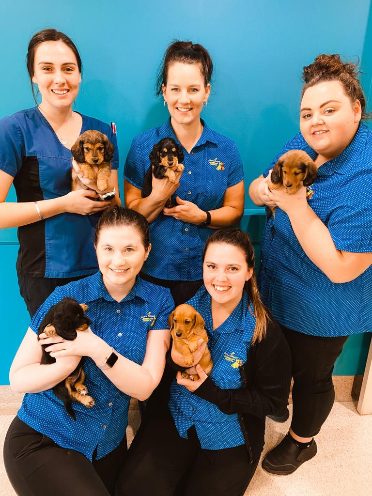 Pictured with some puppies are Alma Street Veterinary Hospital staff members (back row, from left) Taylor Wark (nurse), Miranda Crane (reception), Bianca Fattore (reception) and (front row) Amber Levitt (reception) and Shannon Baynton (reception).