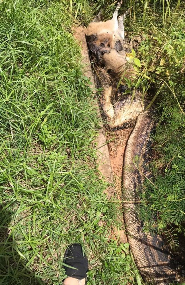 The python had been eating a wallaby.