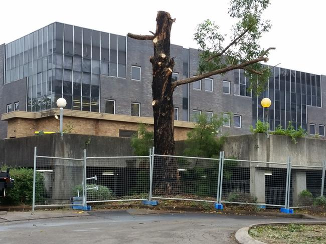 A mature tree cut down on Chambers Court, Epping, last week, leaving a big slab of concrete.