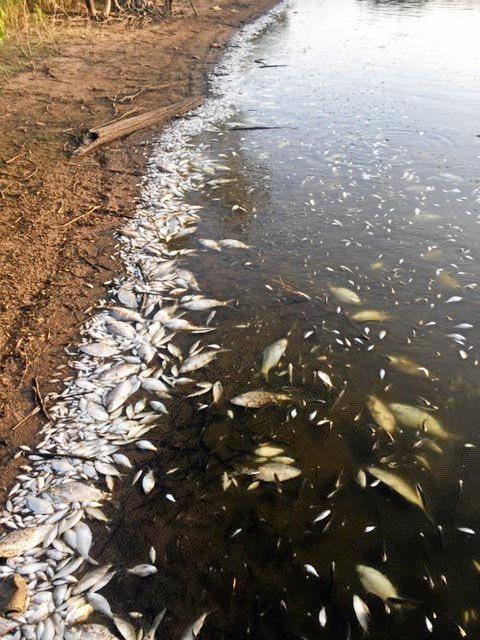 Dead fish have lined one of the ponds at the Bundaberg Botanic Gardens.