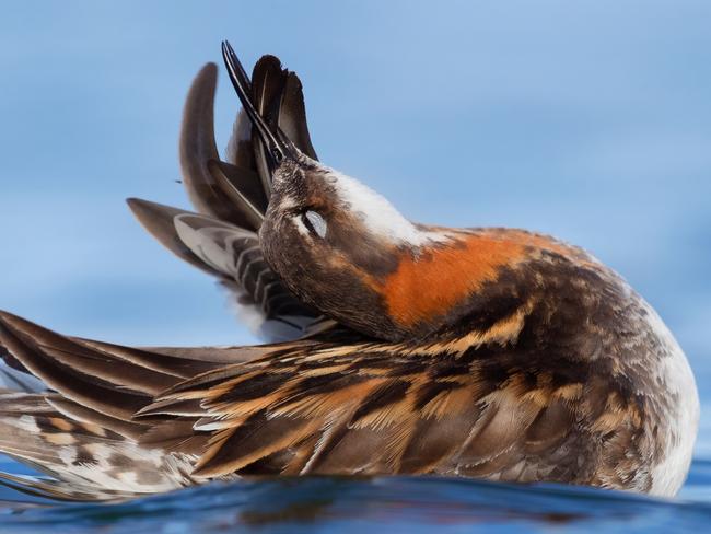 Strike a pose. Picture: Saverio Gatto/Bird Photographer of the Year