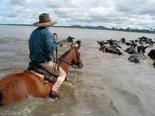 Lawson Geddes moving the Brangus cattle to higher ground - which is the land the Defence Department is interested taking for the Shoalwater Bay expansion. Picture: contributed