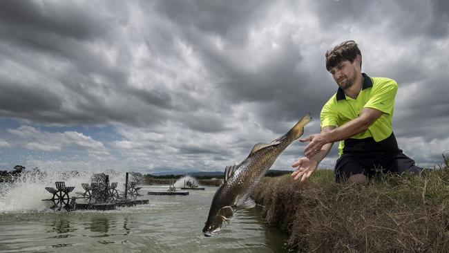 MainStream Aquatics’s James Brown releases a market size barramundi back into the holding ponds following a health check. Picture: Brian Cassey