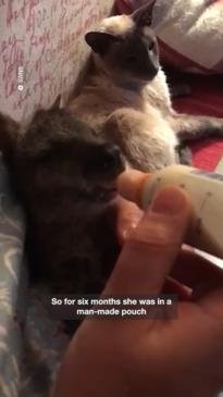 Woman saves wallaby from death row