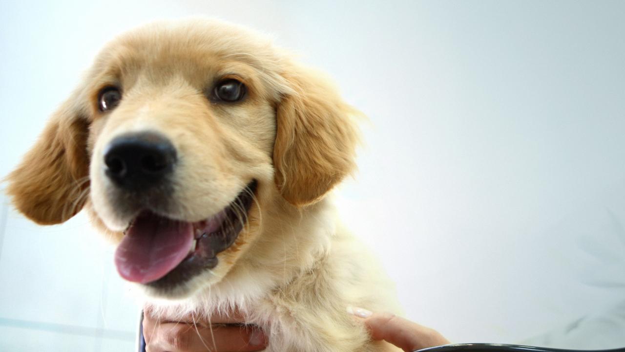 Pet ownership record under threat as microchip-maker in liquidation