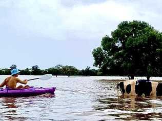 SURREAL: Kayakers come to the aid of cattle in distress