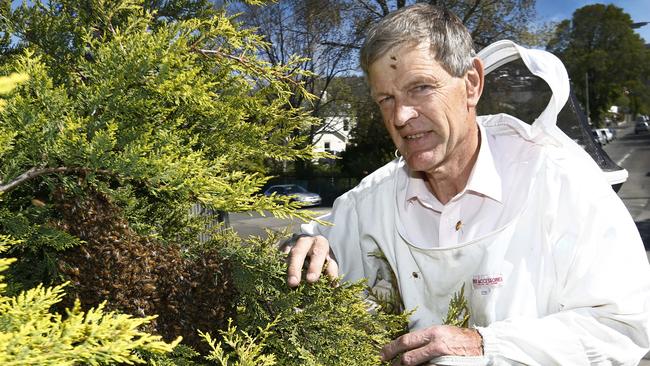 Swarm removalist Maurice Rimes is having a busy time removing bee swarms as they take advantage of the warmer weather. Picture: KIM EISZELE