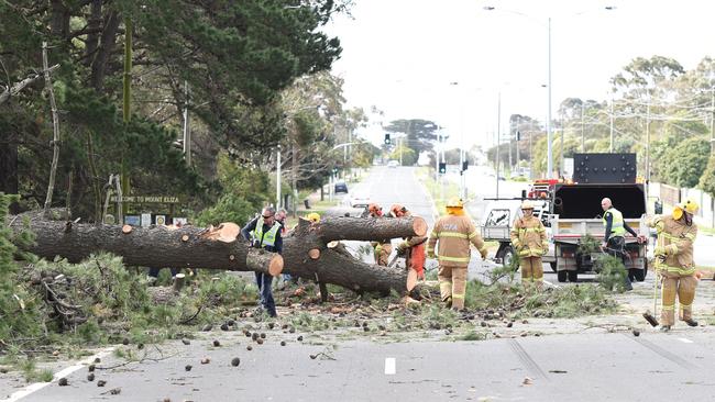 CFA and police clear a tree that fell across Nepean Hwy Mt Eliza, blocking all northbound lanes. Picture: Jason Sammon