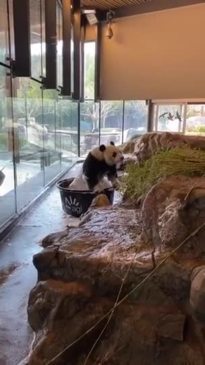 Adelaide Zoo Panda Splashes in Tub During Bath Time