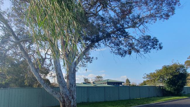 Marks Ave residents are worried about how the development will impact street trees, including this gum. Picture: Lucy Callander