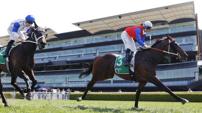 Hilal can make it back-to-back wins when he contests the Bondi Stakes. Picture: Getty Images