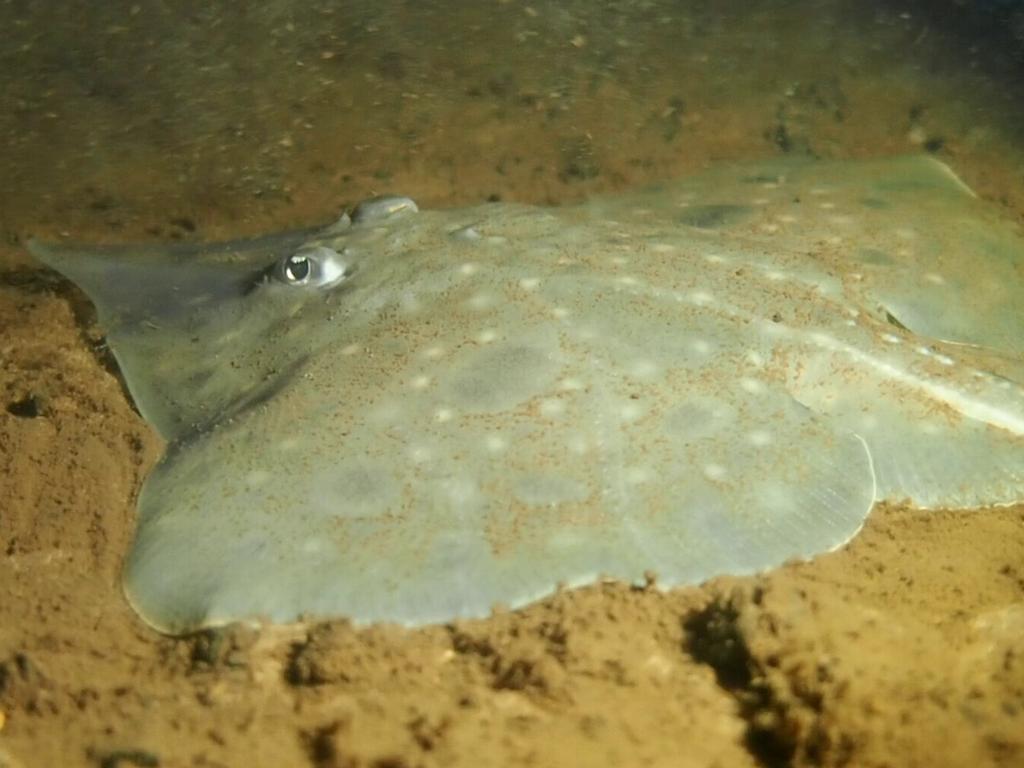 Maugean Skate in Macquarie Harbour TAS (Credit Jane Ruckert). Picture: Jane Ruckert