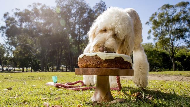 Safe to say Honey is excited about munching on some more doggie birthday cake, made by Furtrition. Picture: Jerad Williams