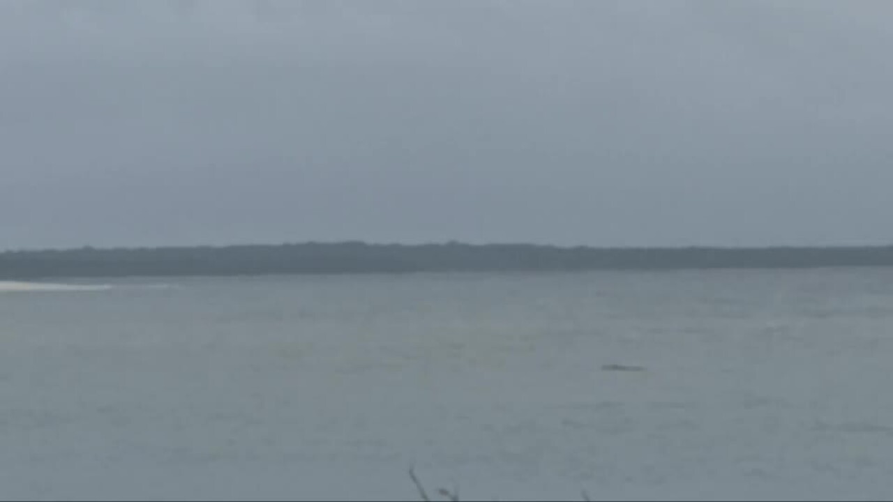 Inskip Point crocodile floating in the ocean