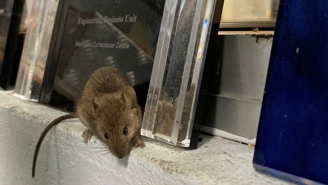 The mouse plague in Western NSW has forced Corrections to evacuate the Wellington Correctional Centre after mice chewed through wiring and ceiling panels.