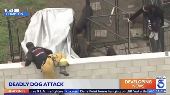 Shocking video show aftermath of horror pit bull attack (KTLA 5)