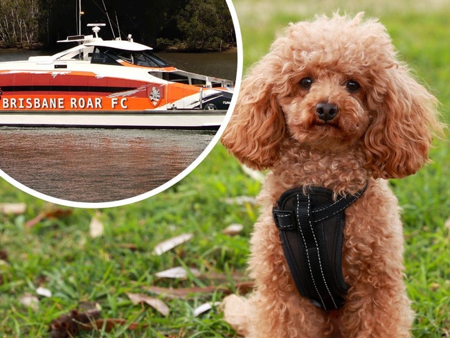 Bowie’s big day out: Toy poodle’s hairy ferry adventure in Brisbane