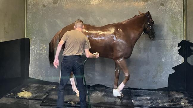 Douglas hoses down Giga Kick after Tuesday morning’s gallop at Eagle Farm. Picture: Ben Dorries