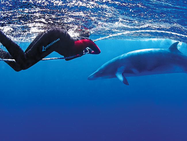 Dwarf minke whales at the surface on the Great Barrier Reef