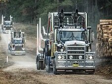 Trucks in a forestry plantation.