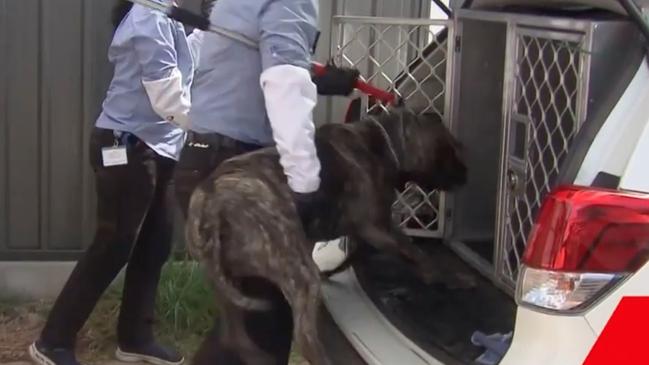 Community Safety Officers attended the Osborne home and removed the dog from the home. Picture: 7 NEWS