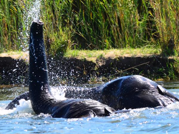 <s1>It’s not unusual to see bull elephants crossing the Zambezi River when you’re casting at tigerfish.</s1>                                             <s1/>