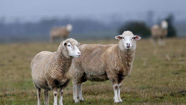 Sheep in the midlands area of Tasmania. Picture: SAM ROSEWARNE.