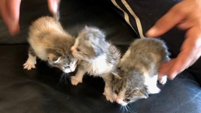 Three neonatal kittens were found dumped in a fully zipped suitcase at Athelstone. Picture: RSPCA