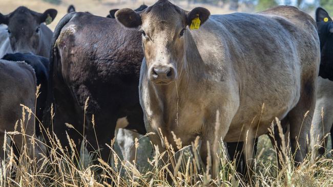 Daniels’ lawyer argued his client had cleared the land to expand grazing land, and to improve welfare conditions for the animals. PHOTOGRAPHER: ZOE PHILLIPS