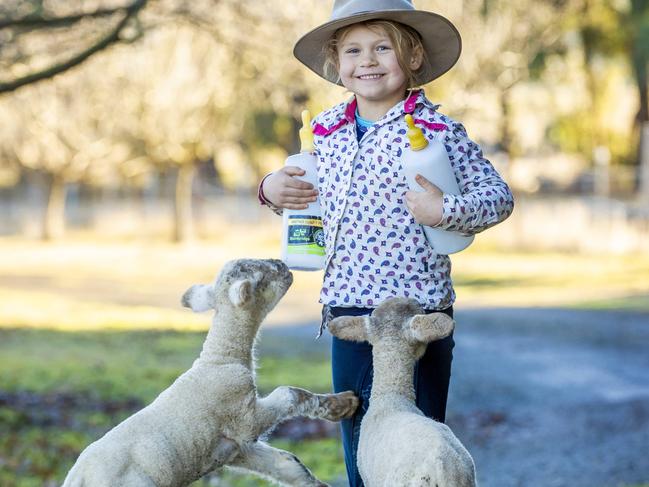 NEWS: Georgia Moore with her lambs5yo Georgia Moore with her lambs on her family farm at Goldie.PICTURED: Georgia Moore with her lambsPicture: Zoe Phillips