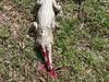 Death warrants that left a pet owner ‘heartbroken’ explained