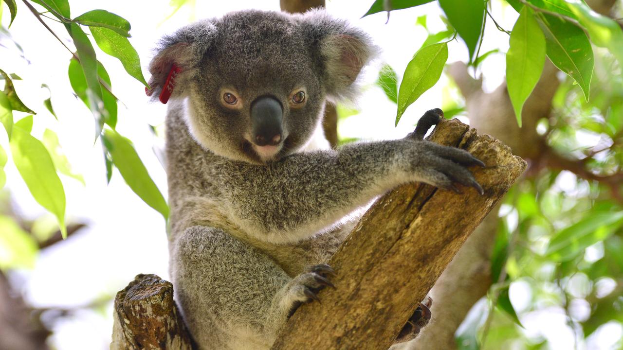 Environmental Advocacy in Central Queensland is taking the Department of Environment and Science to the Land Court to challenge the approval of Blue Energy arguing it will risk already threatened species like koalas.