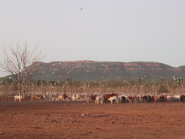 March 2023: The Tri Nations holding yards where cattle are quarantined before they are loaded onto an export ship PIC: Charlie Peel