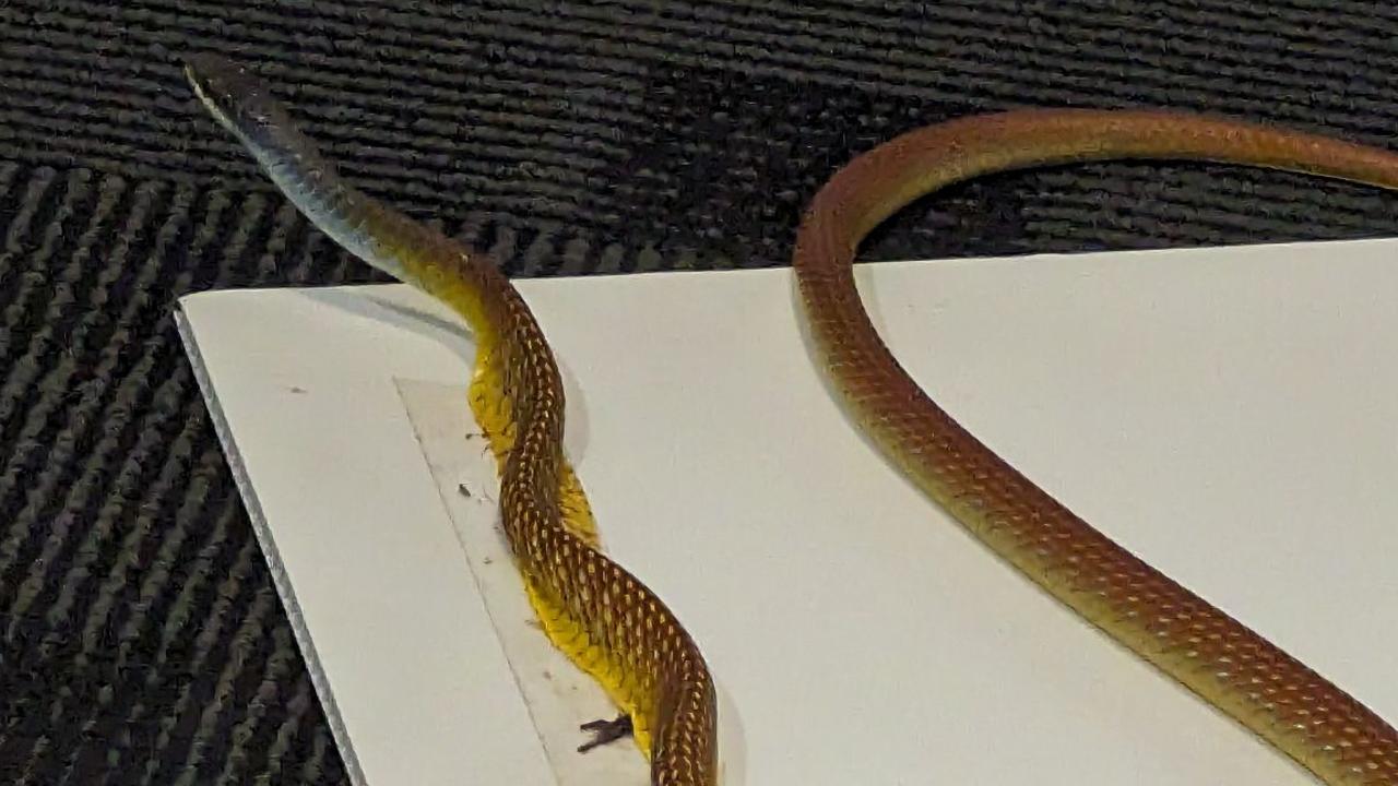 The first snake to invade the office building of the NT News.