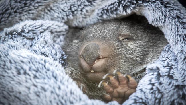 Bingo a 7 month old rescued wombat was found trying to crawl into her deceased mothers pouch. Picture: Chris Kidd