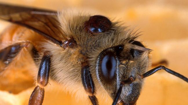 A deadly varroa mite on the back of a honey bee. The mite has been detected in Victoria for the first time.