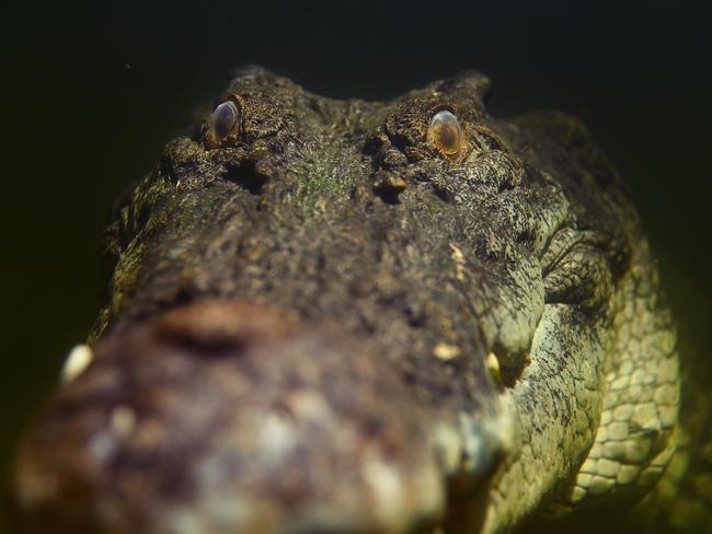 2019: NT News photographer Justin Kennedy got up close and personal with Smaug the 5m saltwater croc. Smaug has been featured in dozens of documentaries and movies in his filming pen. Picture: Justin Kennedy